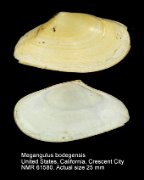 Megaangulus bodegensis